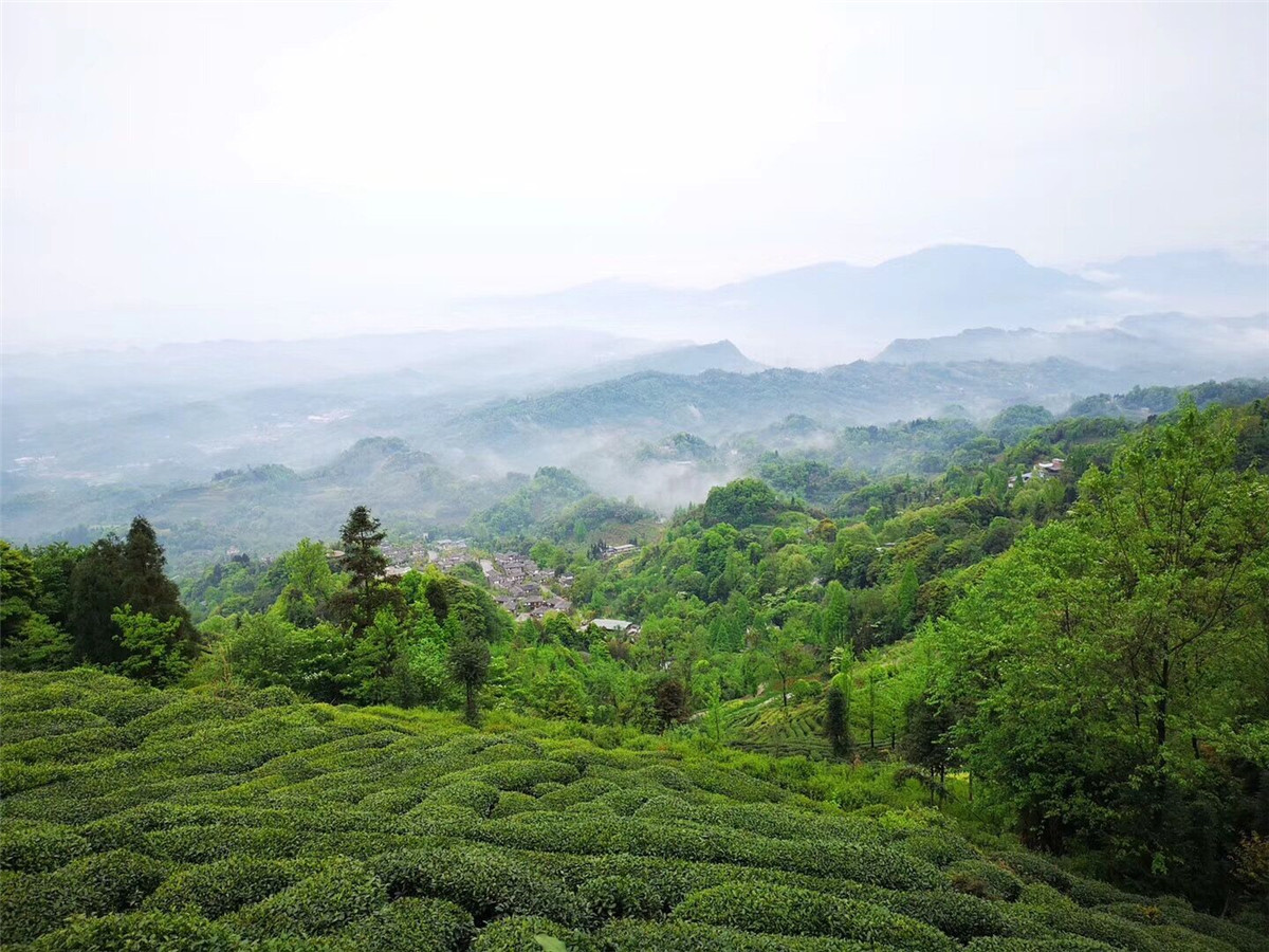 摄影:蒙顶茶山